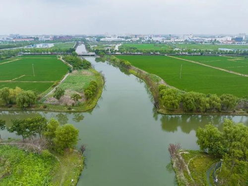 青浦水環境治理見成效，香花橋河道煥新顏